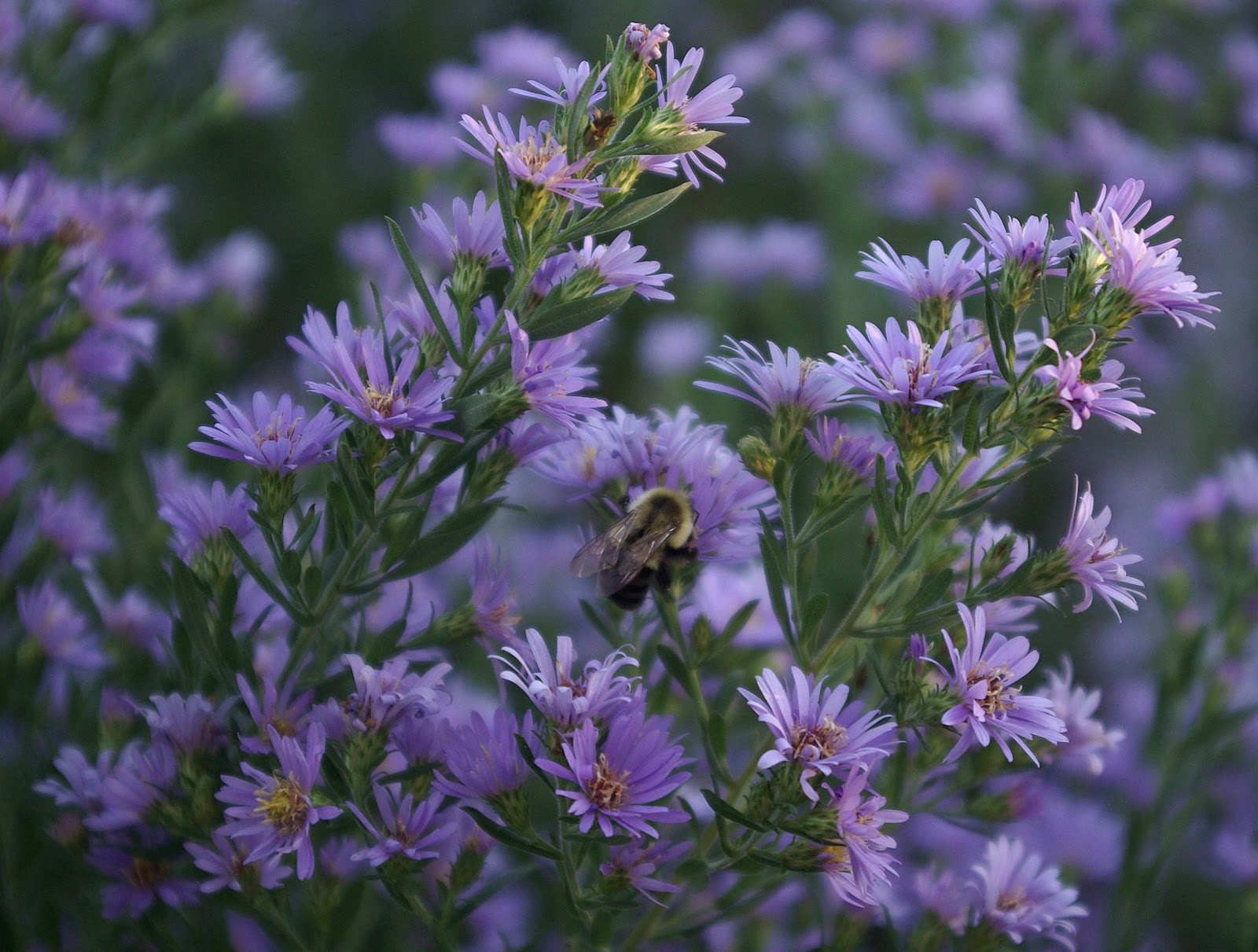 sweetbay Wildflower Wednesday