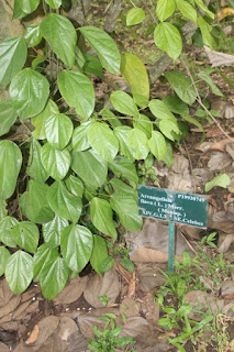  Kayu kuning adalah tanaman terna merambat yang sering kita jumpai berada disekitar kita Manfaat Kayu Kuning (Arcangelisia Flava Merr)