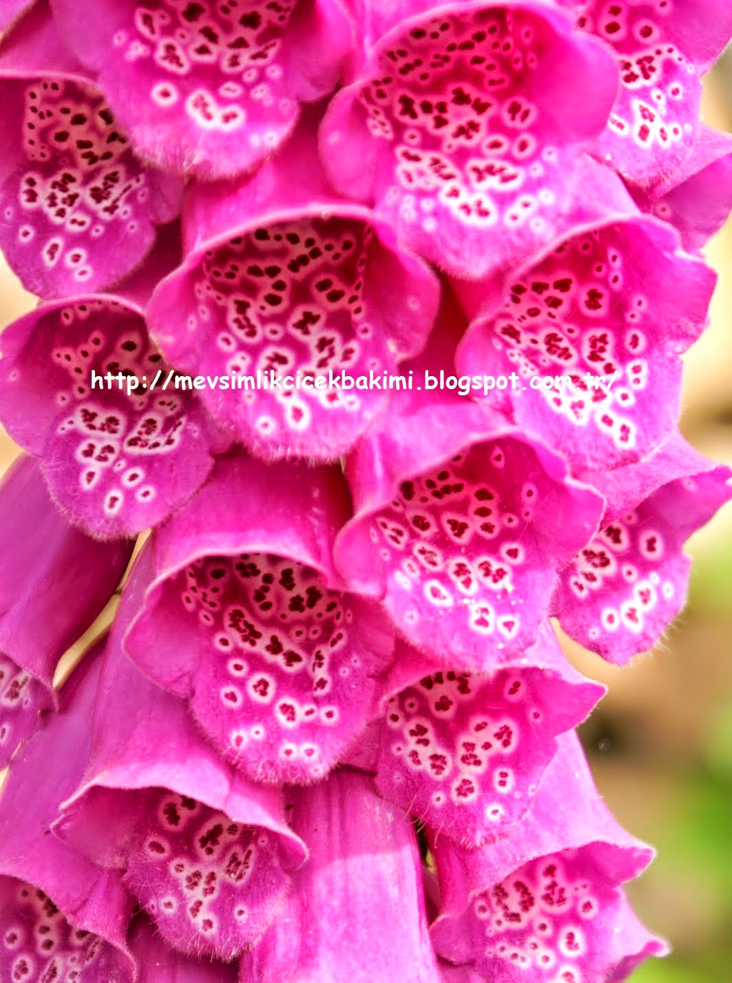 YÜKSÜK OTU (Digitalis) BAKIMI Çiçek Bakımı, Çiçek Çeşitleri, Çiçek