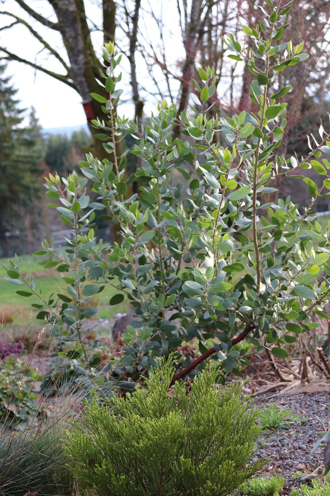 Gardening Tips And Good Plants Good Plant 4 Spiraea Bumalda