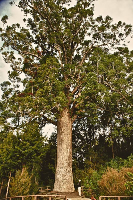 What Karen Sees The Mighty Kauri Tree