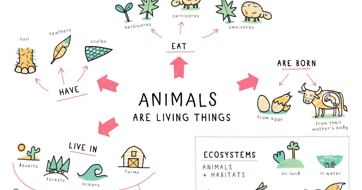 TEACHER SONIA'S BLOG Animals are living things mindmap