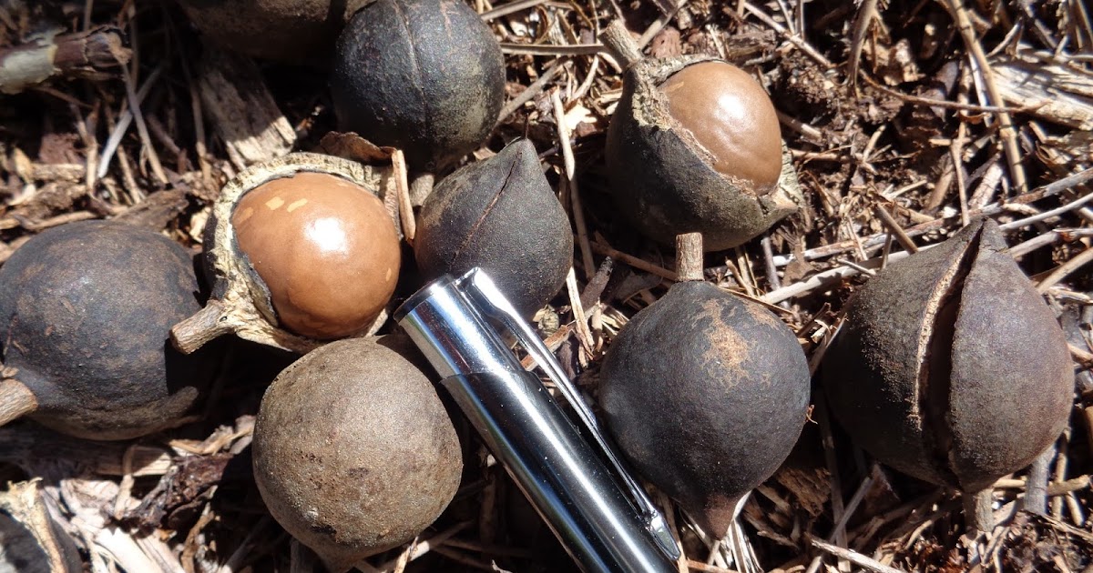 University of Florida/IFAS Charlotte County Extension We are just nuts