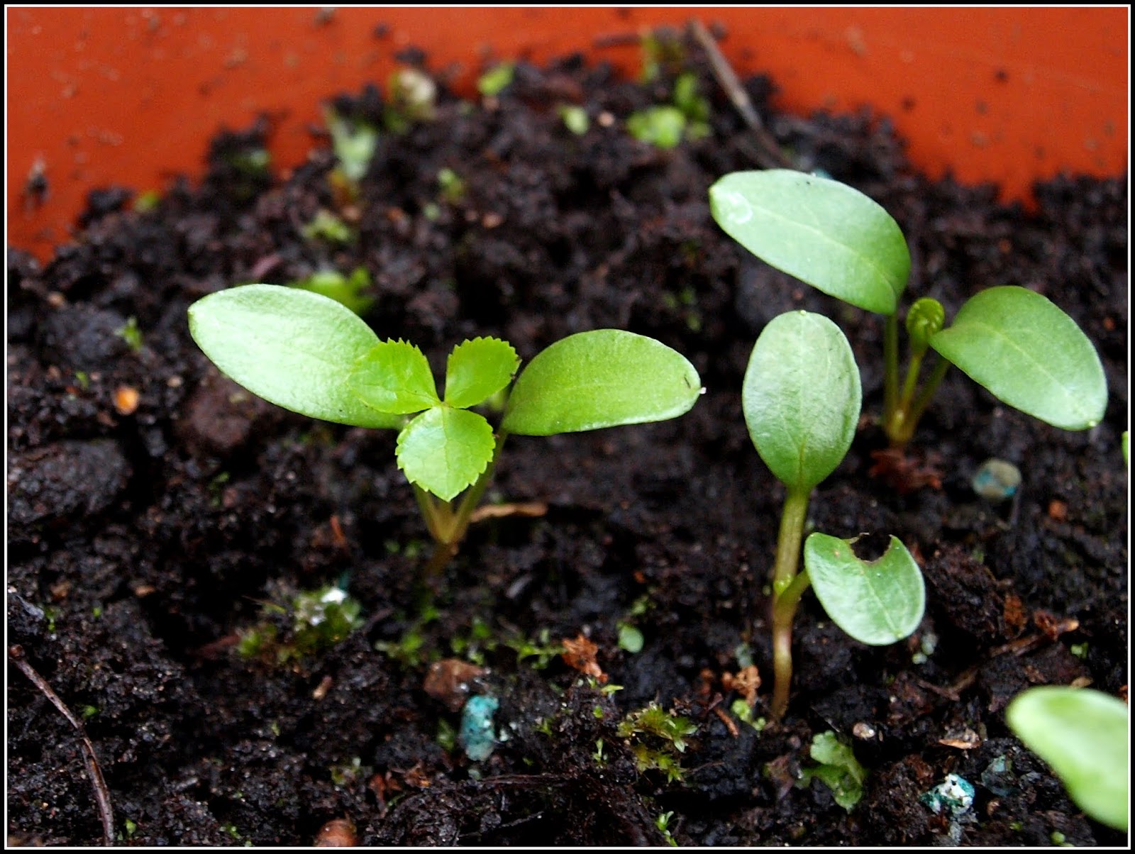 Mark's Veg Plot Selfseeding Hellebores
