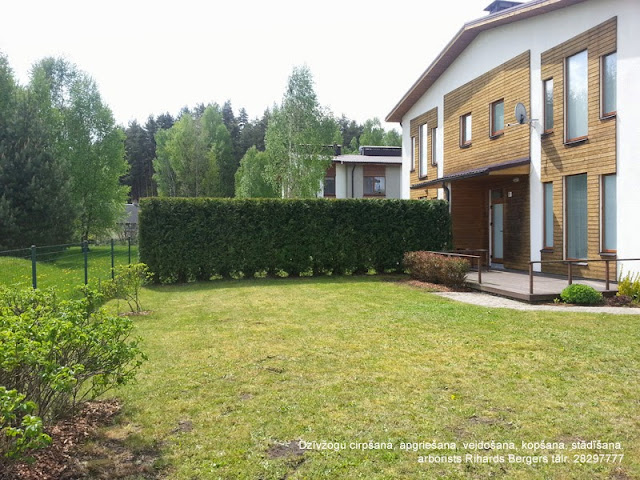 Обрезка живой изгороди Обрезка туй Cтрижка туй Формирование кроны в ...