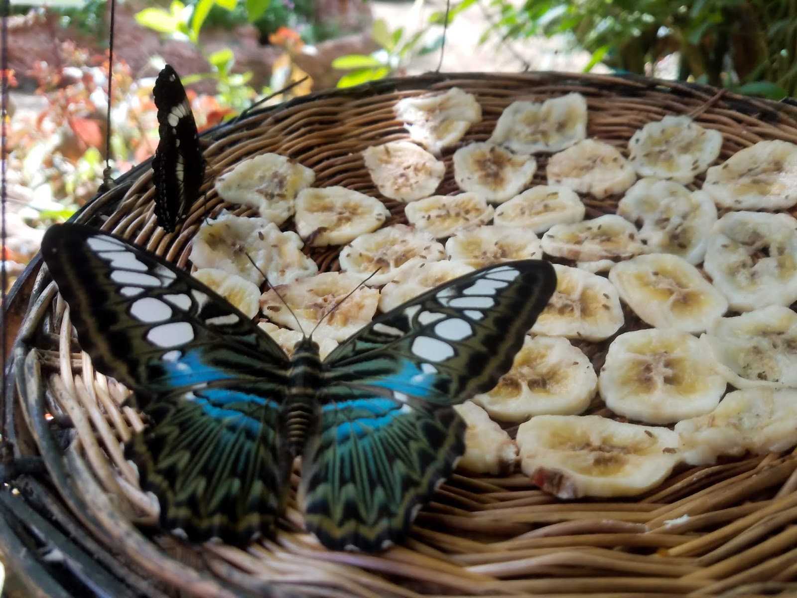 Butterfly Eco Garden and Tribal Village