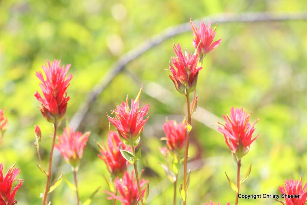 Indian paintbrush meaning