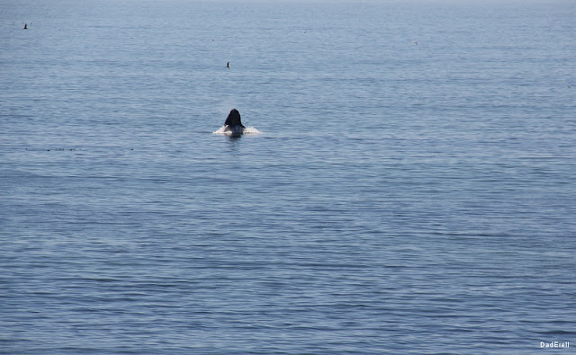 Baleine sautant de l'eau à Half-Moon-Bay 