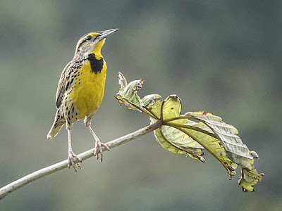 Photo of Eastern Meadowlark on twig Photo of Eastern Meadowlark on twig