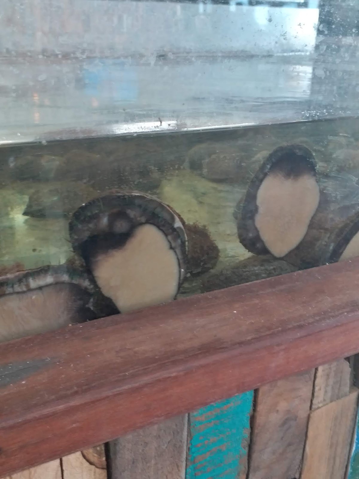 Travelog Perth (Western Australia) Day 6, Lancelin Lobster Shack