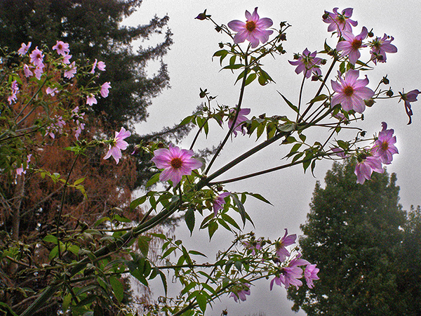 view of entire giant dahlia plant, with many blossoms. trees and sky in background
