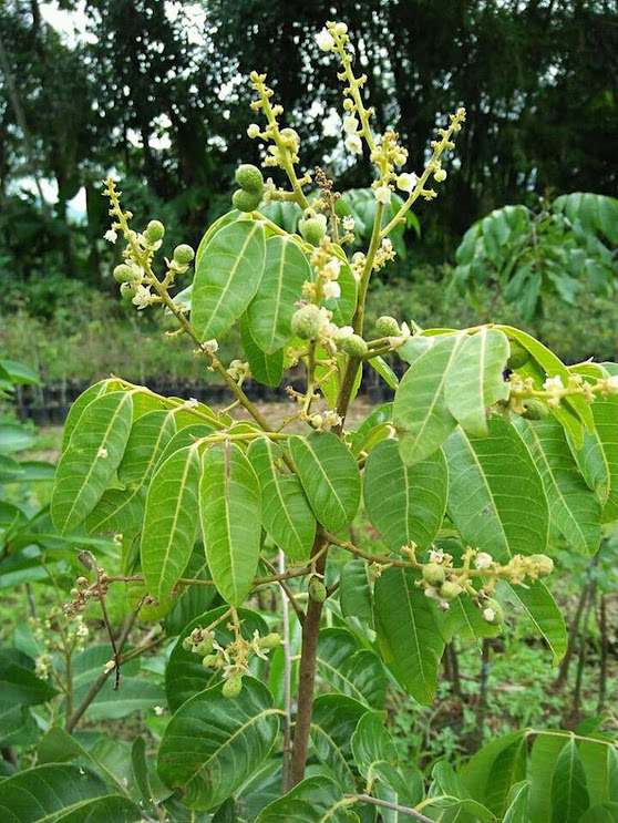 Bibit tanaman buah 5 jenis kLengkeng k diamond k merah k matalada k aroma durian k kristal Nusa Tenggara Barat