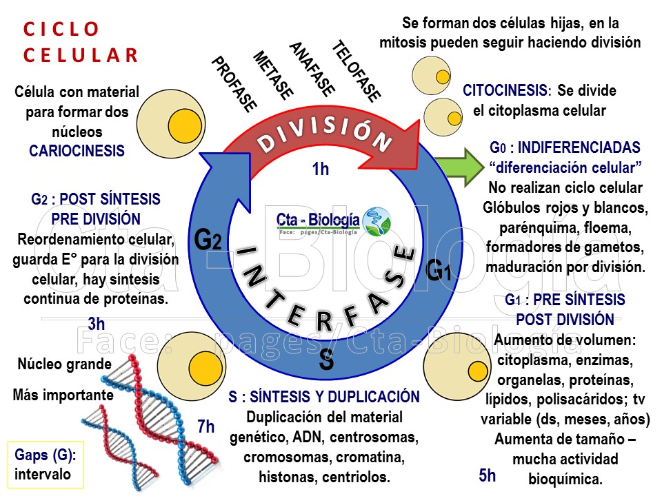 Ciclo Celular Web Itif Centrobiologia Gambaran