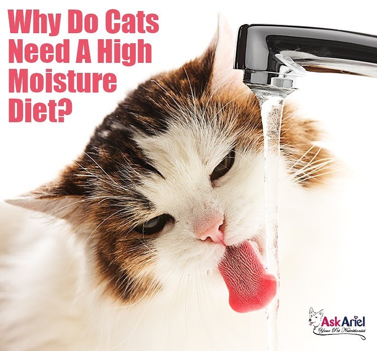 How To Increase Your Cat's Water Consumption Holistic Vet and Pet