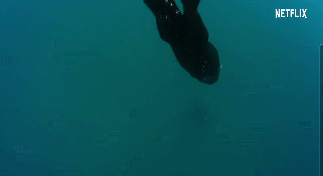해달이 캘리포니아 켈프 숲에서 매우 중요한 존재라고 불리는 이유 | 인스티즈