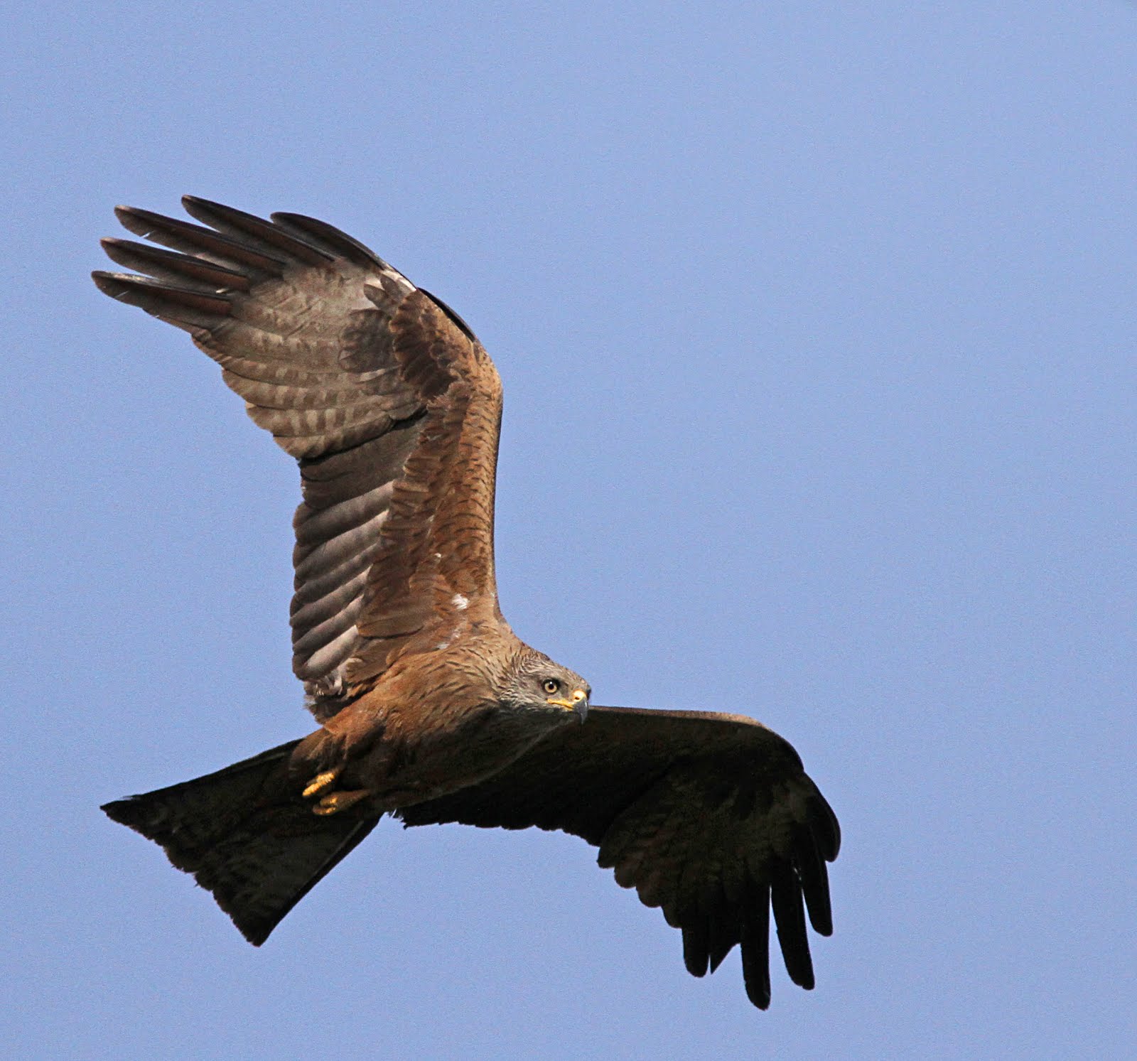 Black Kite