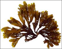 Gambar alga coklat