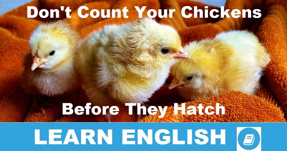 Don t count your before they hatch. Don&#039;t count your chickens before they hatch. don&#039;t count your chickens. hatch meaning.