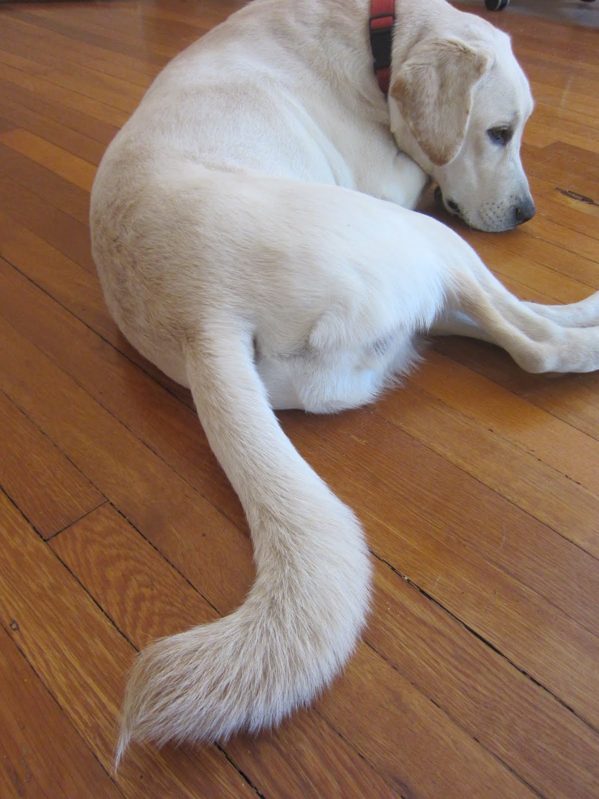 McLean Puppy Chronicles: Jam's Tail