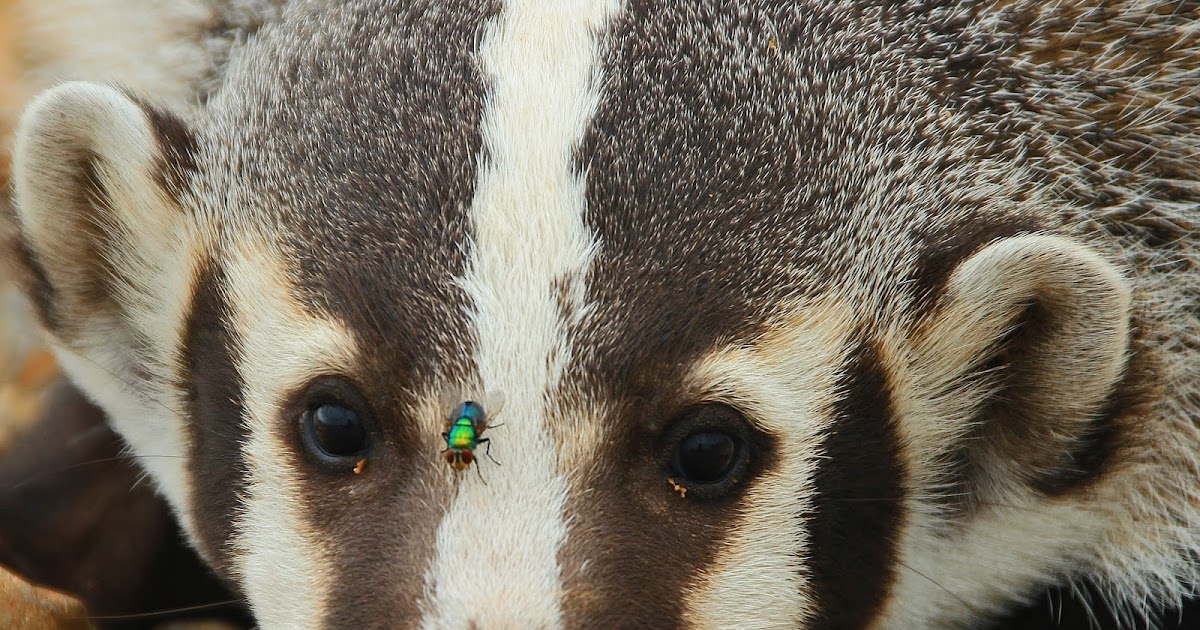 Outdoor Tips from Texas Parks & Wildlife magazine Mammal Monday The