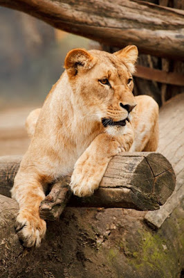 Lion Images Lion Images