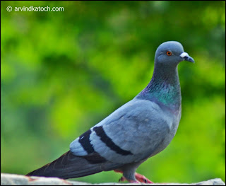Rock dove, Pigeon