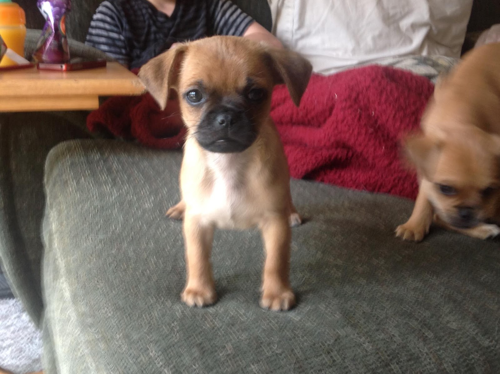 Red Lake Rosie's Rescue Pug mix puppies looking for homes