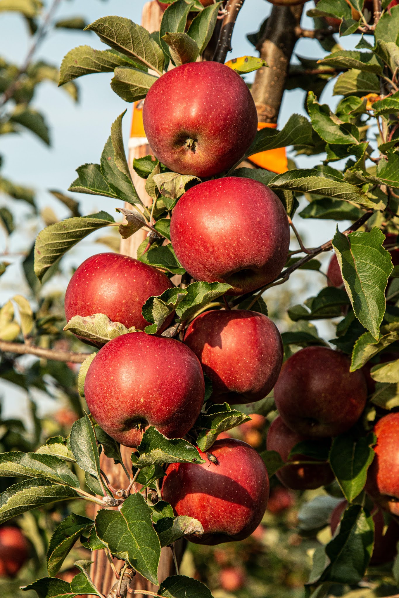 The Unexpected Benefits Of Eat Mahapples - h6com7l