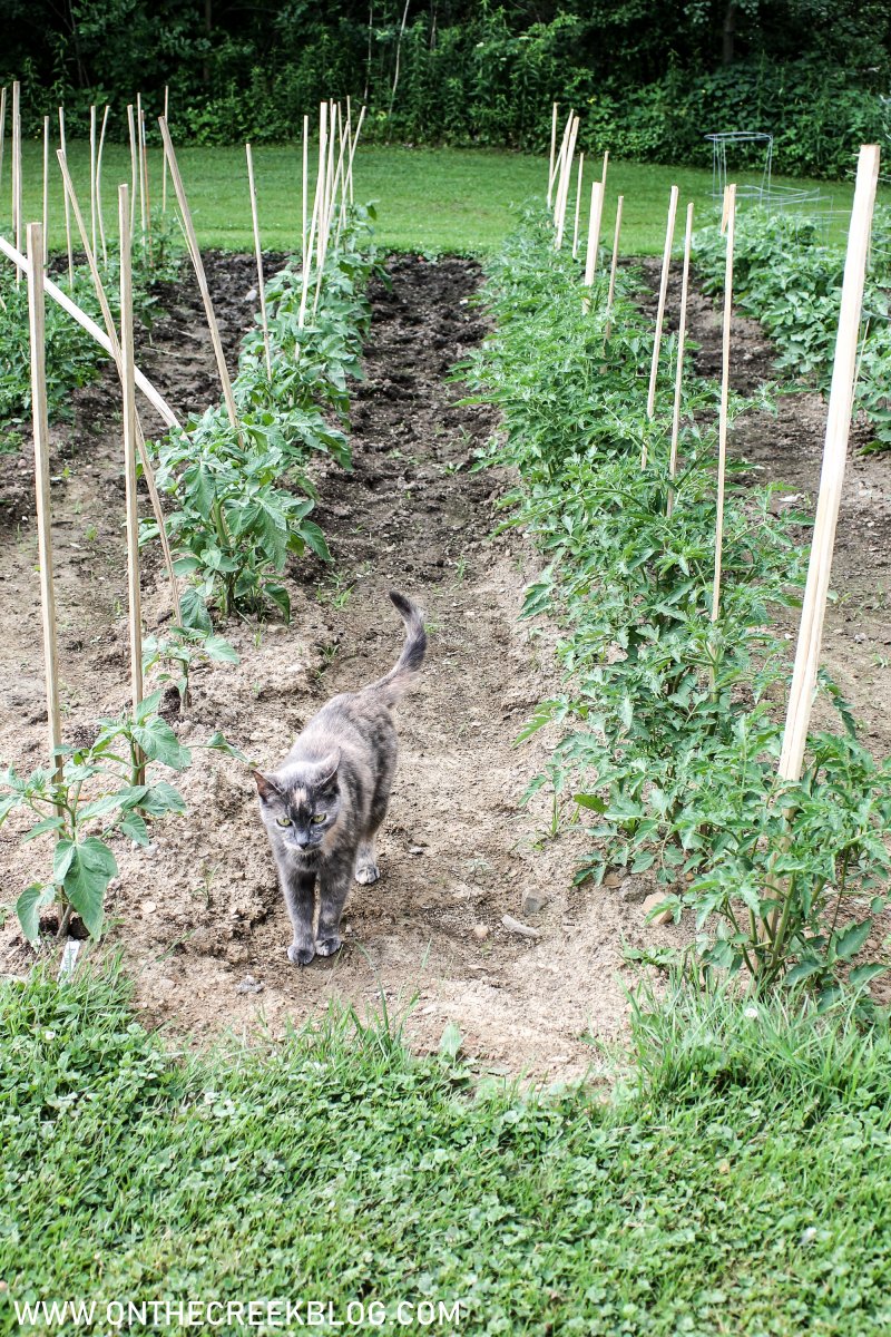 Using Natural Blood Meal on Tomato Plants