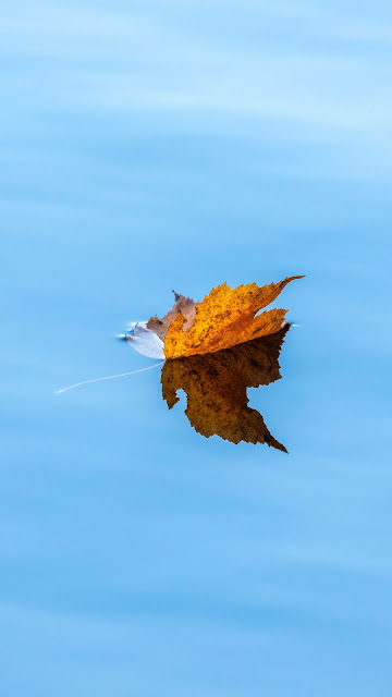 Wallpaper Lake, Autumn, Maple, Leaf