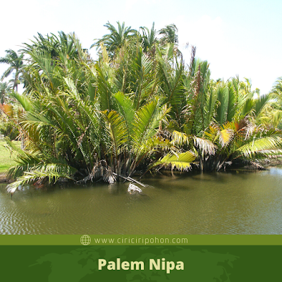 Palem Nipa