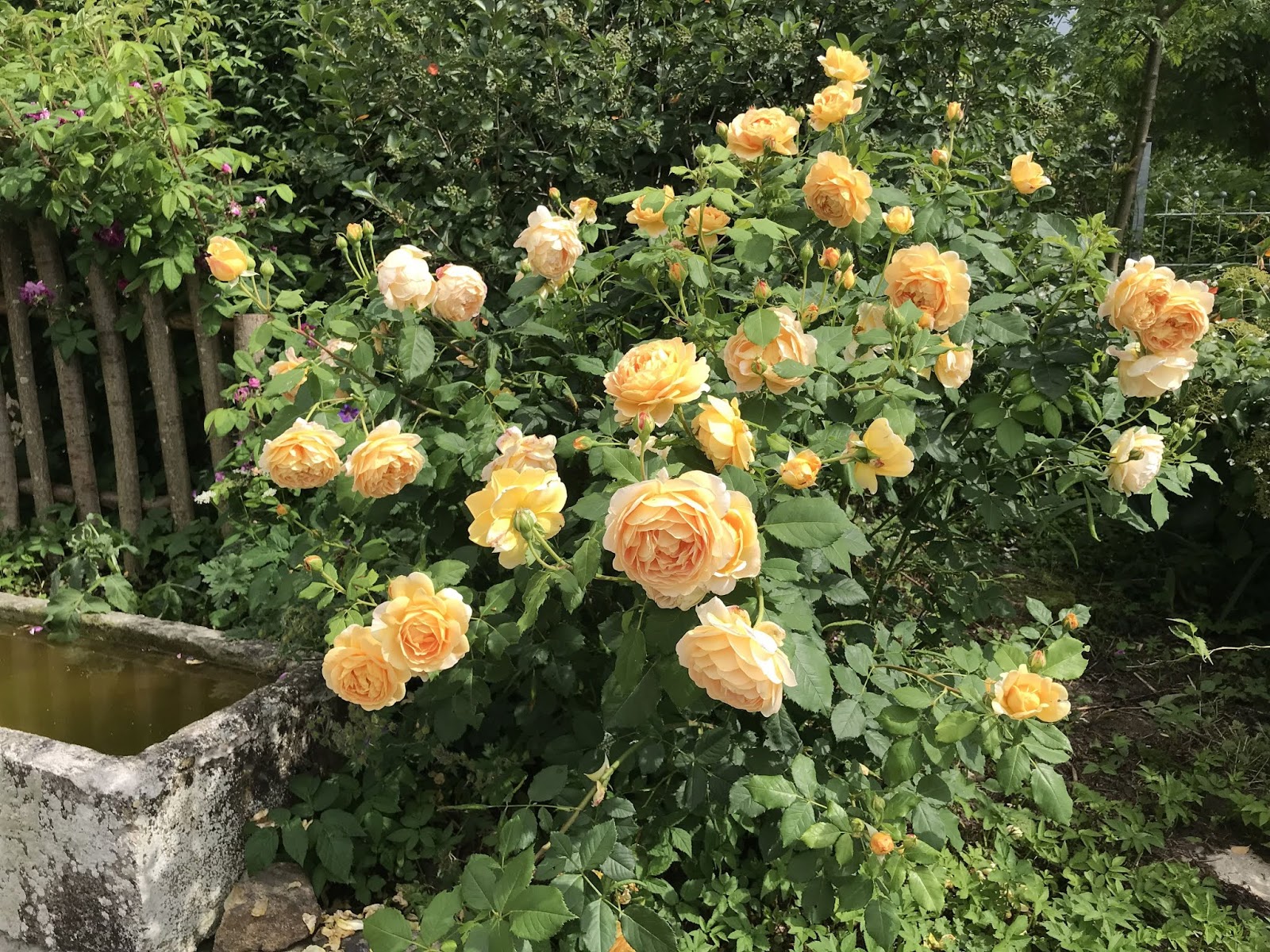 Storchschnabel Und Andere Stauden Page 1 Chan 31479082 Rssing Com