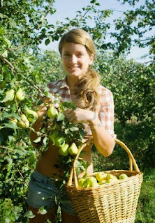 How to Starting a Pear Farming Business