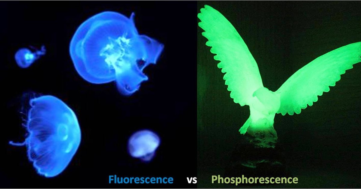 7 Differences between Fluorescence and Phosphorescence MD