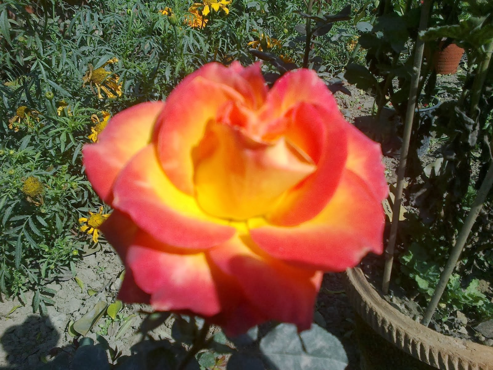 Orange Rose