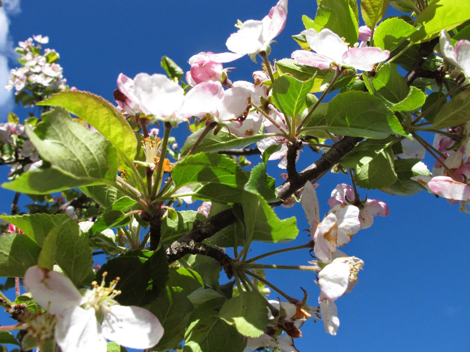 Sentir con Flores de Bach Pilar Vidal Clavería Aportaciones de Crab