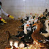 Ξαναέρχεται η "γρίπη των πτηνών": Αυξανόμενα κρούσματα στην Βουλγαρία –Σε εγρήγορση οι ελληνικές αρχές
