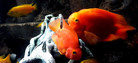 Akvaario, oranssi kala