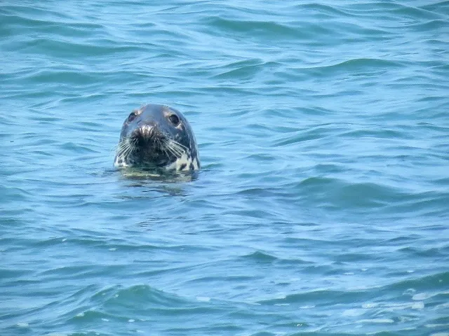 Day trip to Ireland's Eye Island - seal swimming