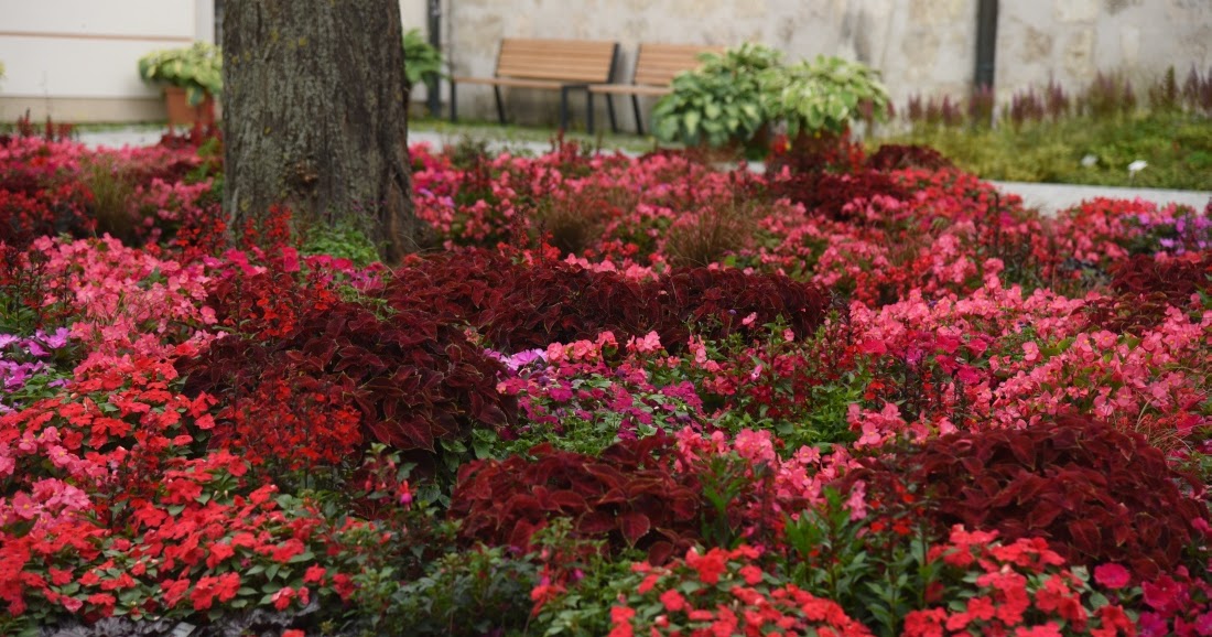 Storchschnabel Und Andere Stauden Oo Landesgartenschau 2017