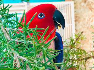 Eclectus parrot living at prego dalliance sanctuary