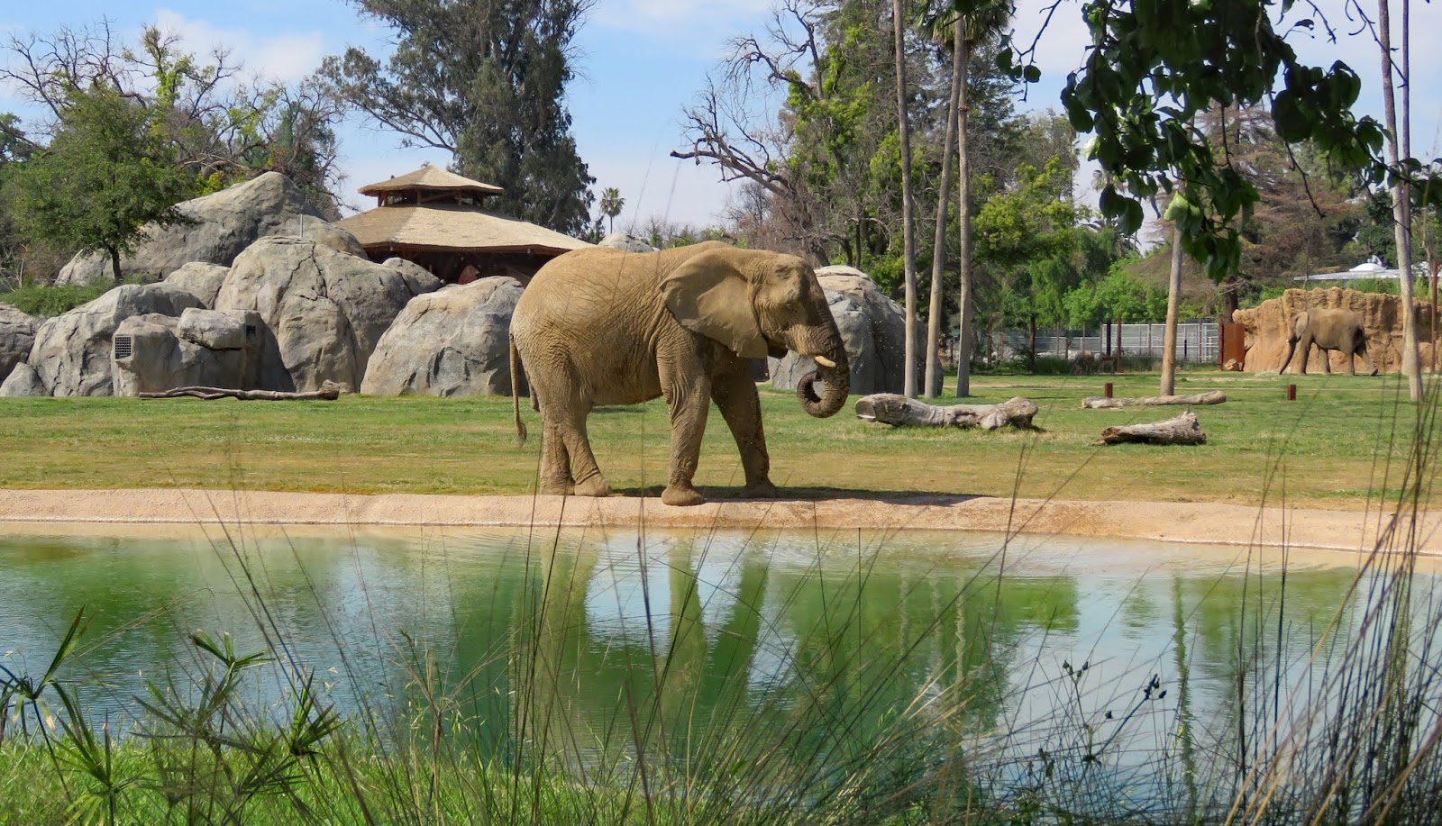 Rolling in an RV - Wheelchair Traveling......: Fresno Chaffee Zoo