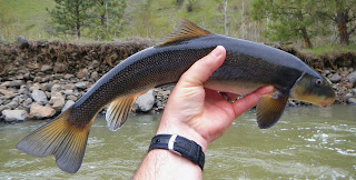 Catostomus columbianus