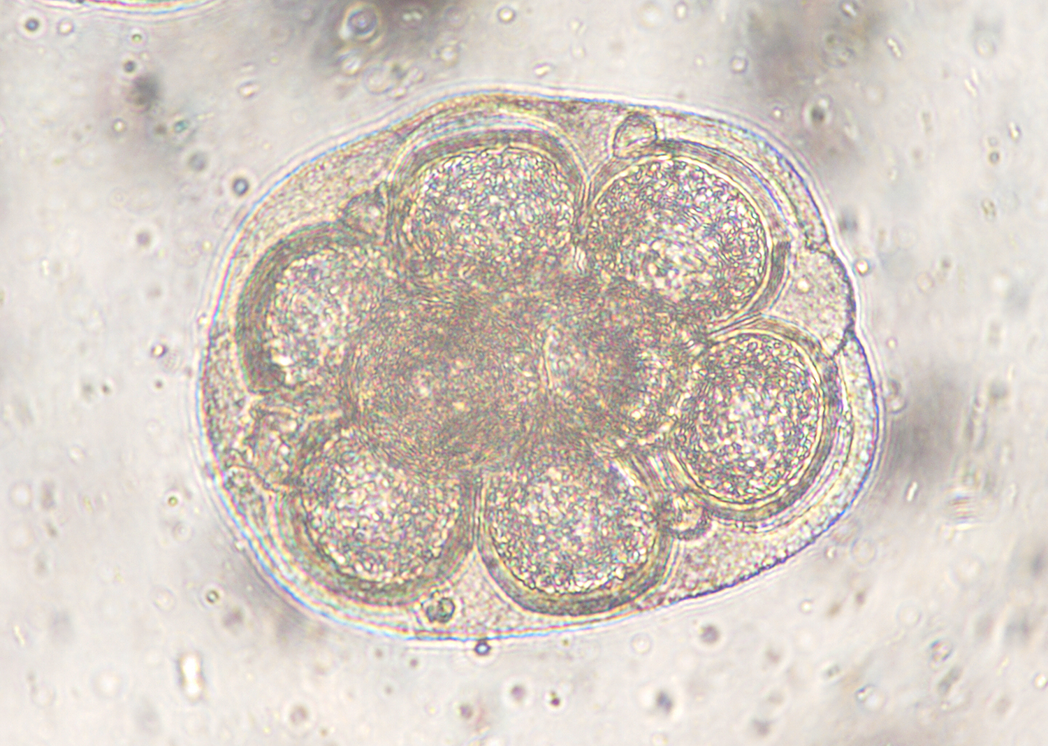 Creepy Dreadful Wonderful Parasites: Case of the Week 432