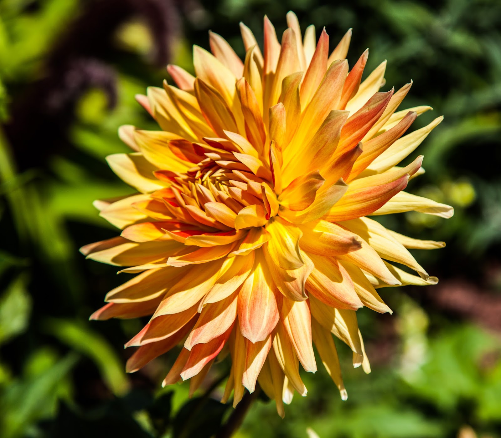 Walking Arizona A Single Dahlia
