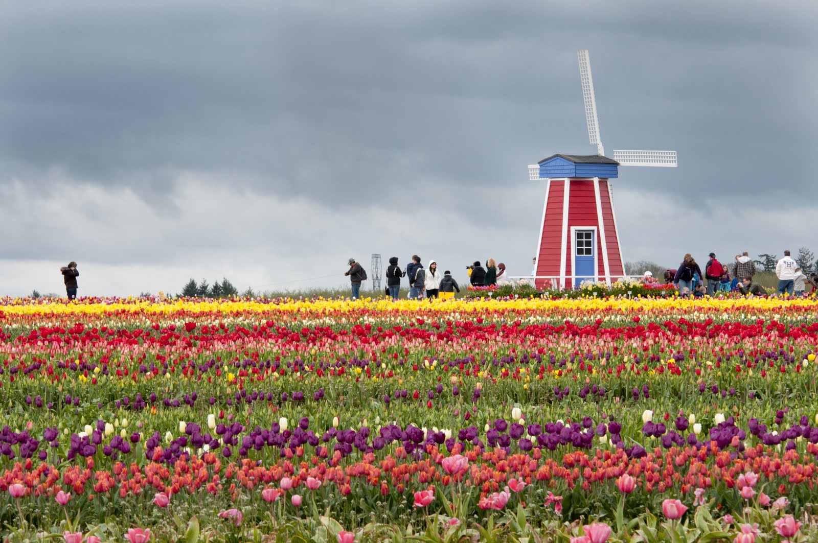 Day by Day.....with the McCavours Wooden Shoe Tulip Farm