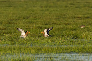 Wildlifefotografie Naturfotografie Uferschnepfe