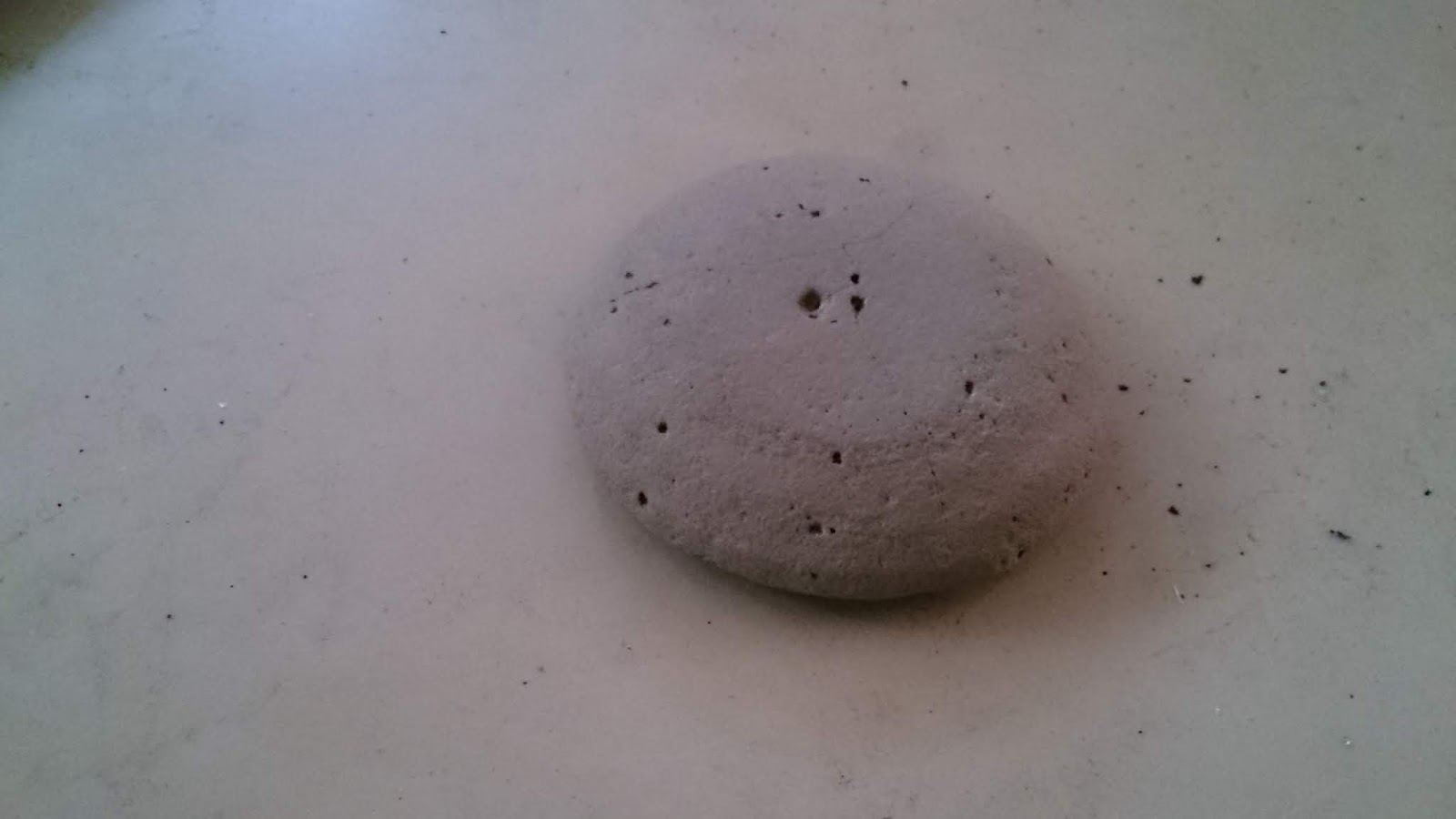 Fossilized Jellyfish r/fossilid