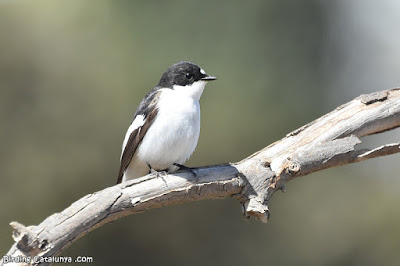 Mastegatatxes (Ficedula hypoleuca)