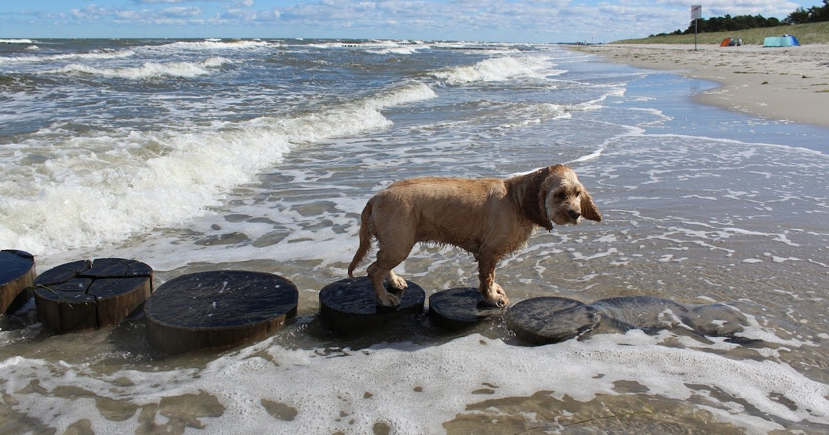 Dog Friendly Motels Near Me Dog Friendly Motels Near Me